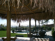 Palm Palapa